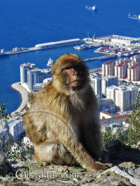 Macaco de Gibraltar y vista de la ciudad de fondo
