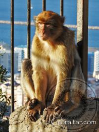 Mono de Gibraltar tomando el sol
