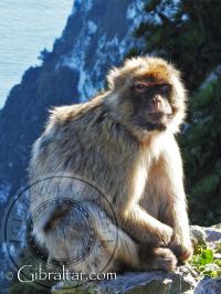 Mono de Gibraltar sentado sobre la pared del acantilado
