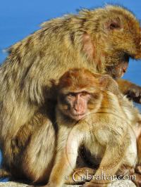 Mono de Gibraltar acicalando a su cría