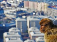 Mono de Gibraltar observando las vistas