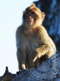 Mono de Gibraltar con cresta