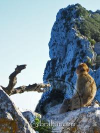 Mono de Gibraltar relajandose con una maravillosa vista