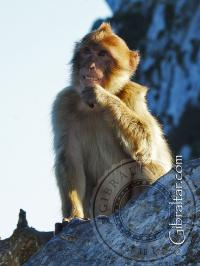 Mono de Gibraltar, sonriendo