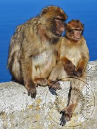 Dos monos de Gibraltar mirando hacia la ciudad, desde la Reserva Natural del Peñón Superior