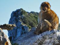 Mono en el Upper Rock, Gibraltar 
