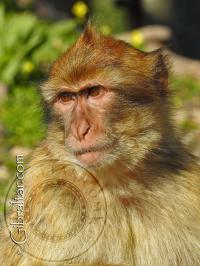Imagen de un mono joven de  Gibraltar 