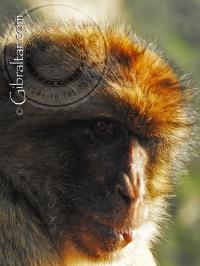 Retrato del mono de Gibraltar