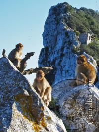Tres monos de Gibraltar en la parte superior de la Roca