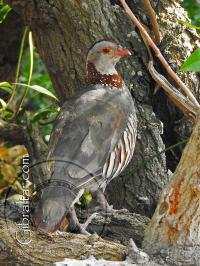 Barbary Partridge Bird Along The Mediterranean Steps