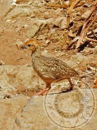 Barbary Partridge Chick Mediterranean Steps