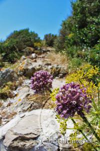 Bupleurum gibraltaricum and Garlic Flower Mediterranean Steps