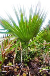 Dwarf Palm Fruit Mediterranean Steps