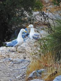 Yellow-Legged Gulls on the Mediterranean Steps
