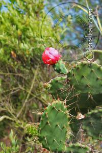 Flor de Cactus, Escalera del Mediterráneo