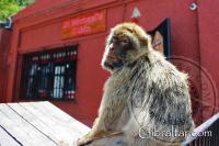 Macaco de Berbería, sentado en las afueras de la entrada a la Cueva de San Miguel en Gibraltar