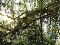 Las lianas de los monos de la Reserva Natural del Peñón