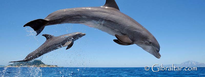 Dolphin and whale watching in Gibraltar has become one of the most popular attractions available to you on the Rock. Find out more! ✅
