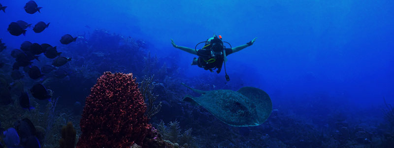 Scuba diving Gibraltar. Enjoy a waterway teeming with sea life, finding caves and drop offs, caverns and artifacts. Don’t miss the chance! ✅