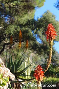 Dentro de los sitios de interés, para los visitantes de los Jardines de la Alameda en Gibraltar, está donde se encuentran las primeras plantas que se cultivaron y se cree, datan de mas de 200 años, mucho antes de que se construyeran los jardines como el Pino de Piedra (Pinus pinea), Árbol Dragón (Dracaena draco ) y el Olivo Salvaje (Olea europaea ). Otras especies interesantes fueron introducidas desde Norte América y ex colonias de Sudáfrica y Australia. 
